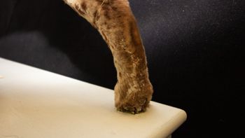Media type: image;   Mammalogy 5858 Description: Right hindlim of ocelot mounted skin showing signs of damage.;